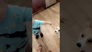 L'enfant veut partager la crème fouettée avec le corgi || viralhog