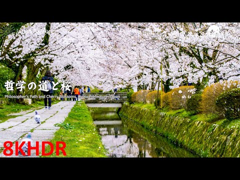 哲学の道と桜 Philosopher's Path and Cherry Blossoms [8KHDR]