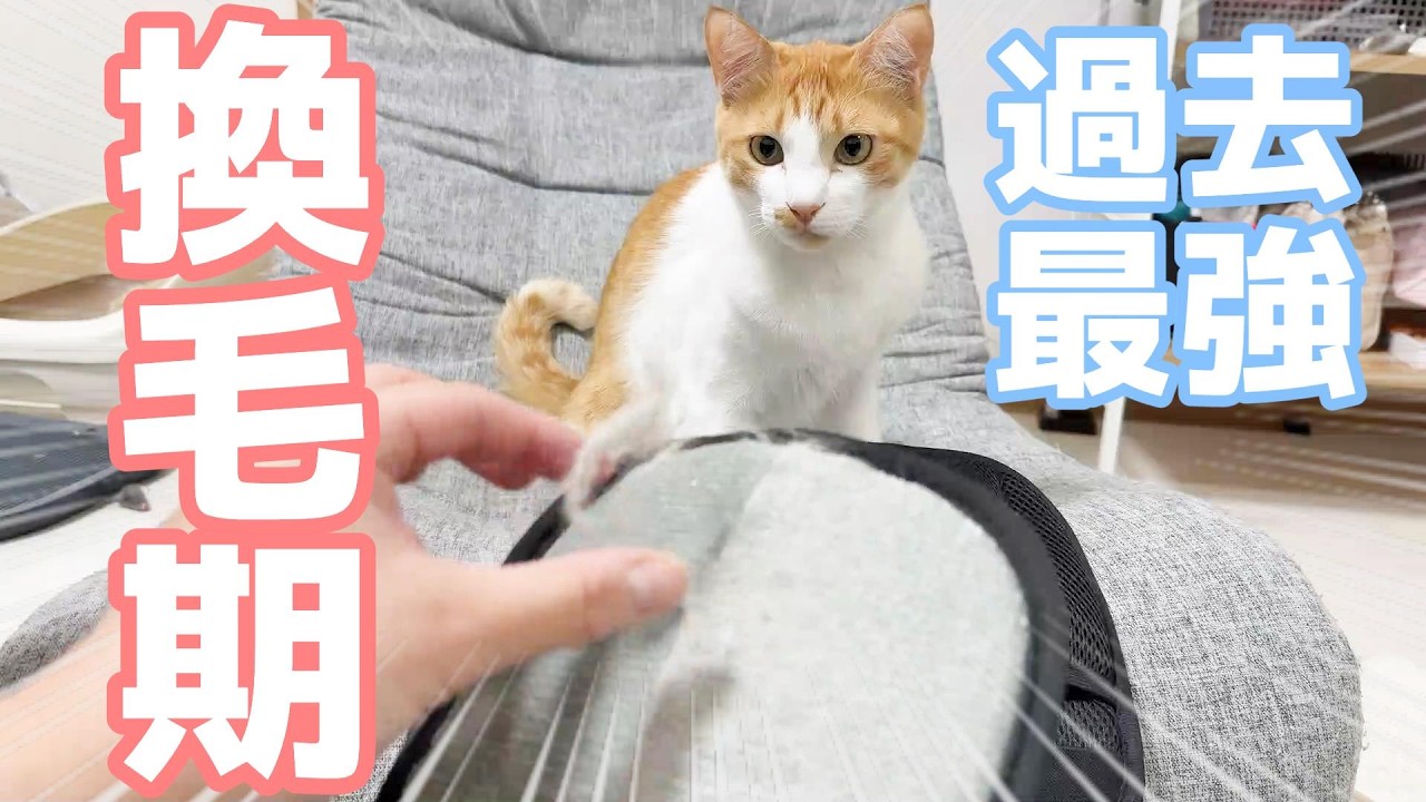 過去最強の換毛期が来てしまうので最強アイテムをゲットしました！