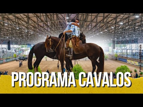 GOLDEN MOUTH - 2025 The best new horses of the Creole breed.