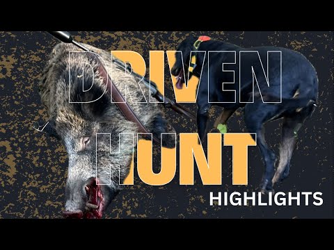 Driven Hunt (Drückjagd) Highlights | Season 25