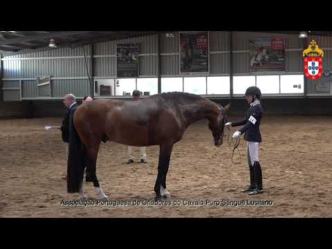 230424 14 Obélix - Aprovação de Garanhões