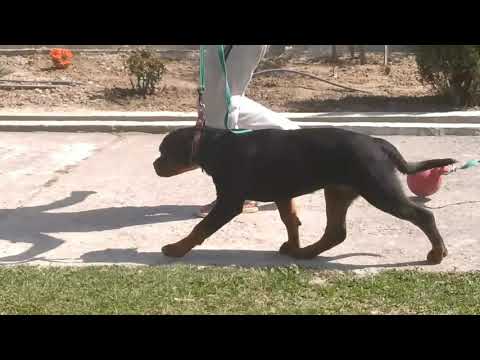 oti ausdershwetkang|| first step for dog show show training||