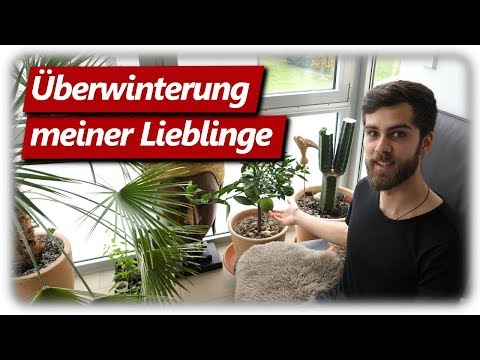 Aloe Vera, Orangen, Bambus, Feigen | Überwinterung war erfolgreich