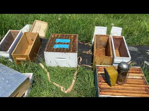 Making splits with swarm cells