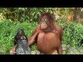 Unlikely Animal Friends Friends Furever Commercial Google Android
