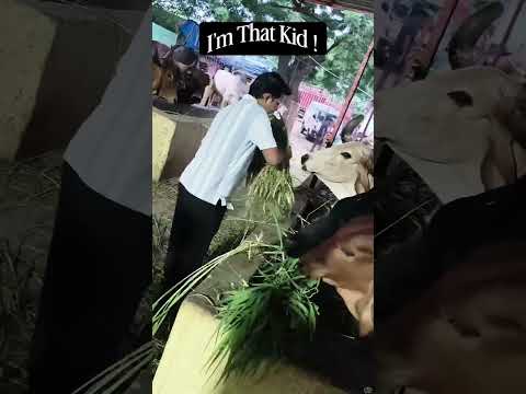 #gauseva #animalwelfare #gaumata #cowprotection #vuralvideo #reels #cowseva #viral #sanatan