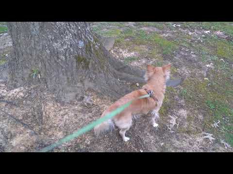 Rac Rila- CALI KUSH FT. Tyga And An Elf 🧝‍♂️ ♀️ Drawing