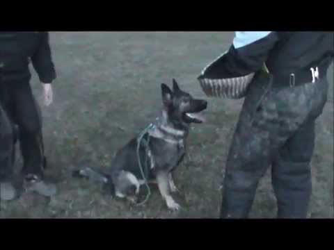 Elyscha & Enjoy & Erico z Jukasu - protection - 15 months