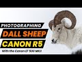 incredible wildlife encounter captured with a canon r5