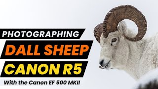 Incredible Wildlife Encounter Captured with a Canon R5!