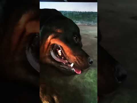 #rottweiler #dog #like #viral #youtube #shorts
