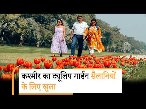 Kashmir में छाया बसंत का जादू, Asia का सबसे बड़ा Tulip Garden पर्यटकों के लिए खुला, उमड़ रहे सैलानी Kashmir में छाया बसंत का जादू, Asia का सबसे बड़ा Tulip Garden पर्यटकों के लिए खुला, उमड़ रहे सैलानी