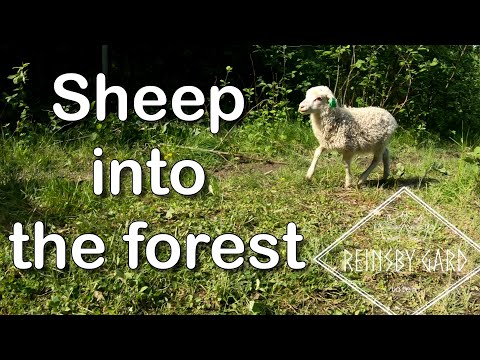 Sheep live in the forest for summer (quick farm vlog)