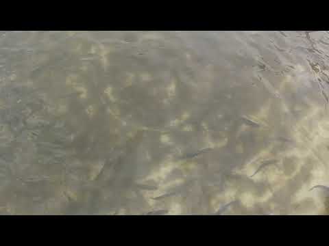 Păstrăvi la Lunca Gârții,  pe Dâmboviţa