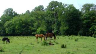 preview picture of video 'Farm, Parke County Indiana, horses, new calf'