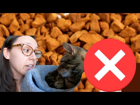 The truth about feeding dry cat food