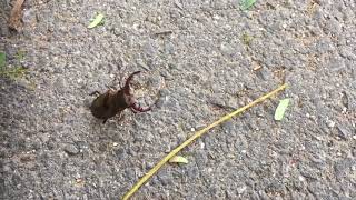 SGと奇跡の虫取り動画