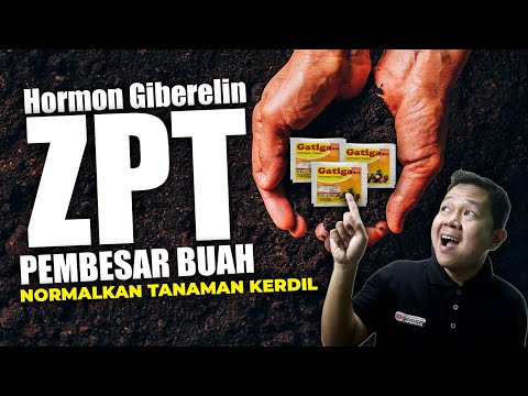 , title : 'KEISTIMEWAAN HORMON GIBERELIN GATIGA, ZPT PEMBESARRR BUAH DAN NORMALKAN TANAMAN KERDIL.'