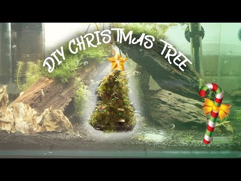 HOW TO: MOSS CHRISTMAS TREE FOR AQUARIUM!