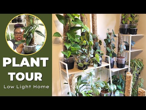 House Plant Tour: Surviving in My Low-Light Home | The Leca Queen