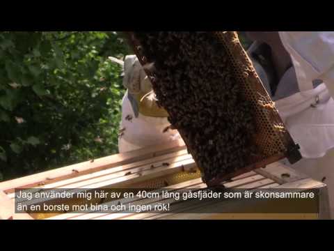 Skattning, slungning och tappning av HONUNG!
