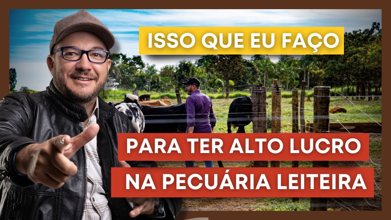 Rotina de sucesso do PRODUTOR DE LEITE | 53% DE LUCRO