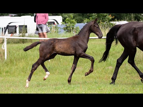 Hengstfohlen von Bernay - De Niro - Pik Bube geb. 11.04.2020
