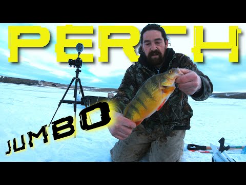 JUMBO Perch! Marcum HD Pursuit Fish Camera! Early ICE 2021