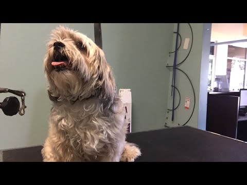 free online grooming courses free online grooming courses