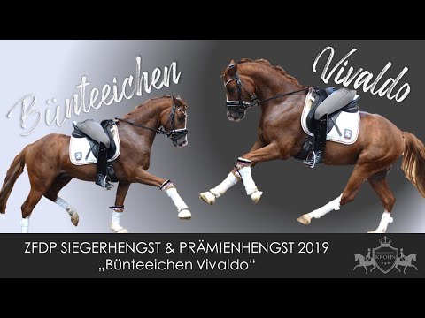 Bünteeichen Vivaldo