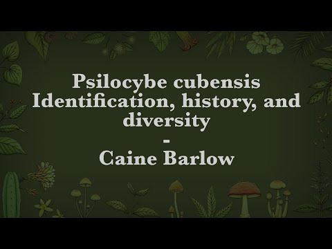 Caine Barlow - Psilocybe cubensis: Identification, history, and diversity