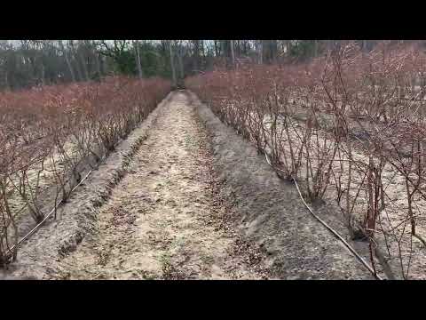 Spacing Blueberry Plants in Your Blueberry Field