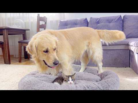 YouTube 썸네일