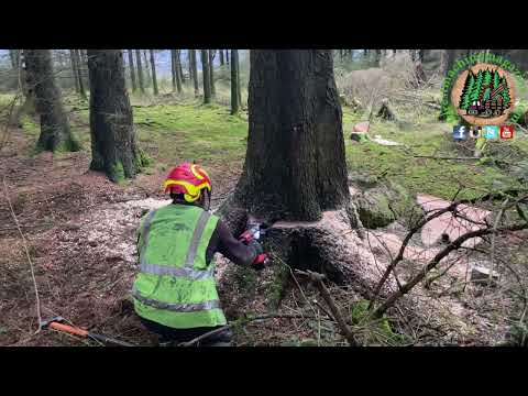 Tree cutting