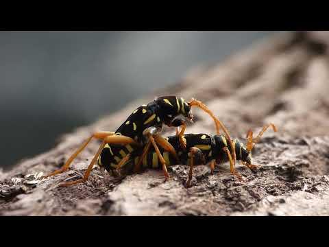 Intense mating of longhorn beetle Plagionotus arcuatus
