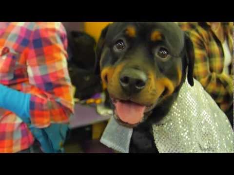 No Pet Lover Can Deny These Adorable Dog Close-ups from Westminster Dog Show 2013: by Petco