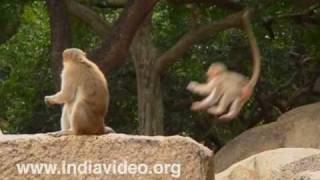 Monkey's at Mahabalipuram