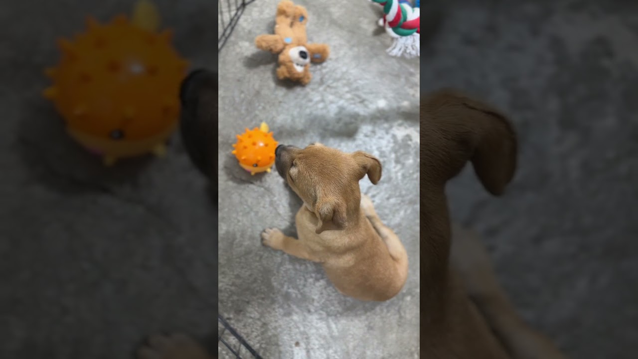 Enlarge Mallow, a Adoptable mixed breed in Sparks, NV video 2/2