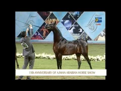 Ajman 2017 - Colts Ch