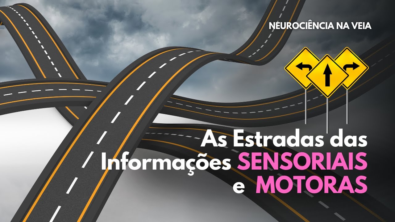 Carla Tieppo | Série Neuroanatomia: vias ascendentes e vias descendentes.