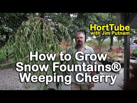 download lagu mp3 mp4 Falling Snow Cherry Tree, download lagu Falling Snow Cherry Tree gratis, unduh video klip Falling Snow Cherry Tree