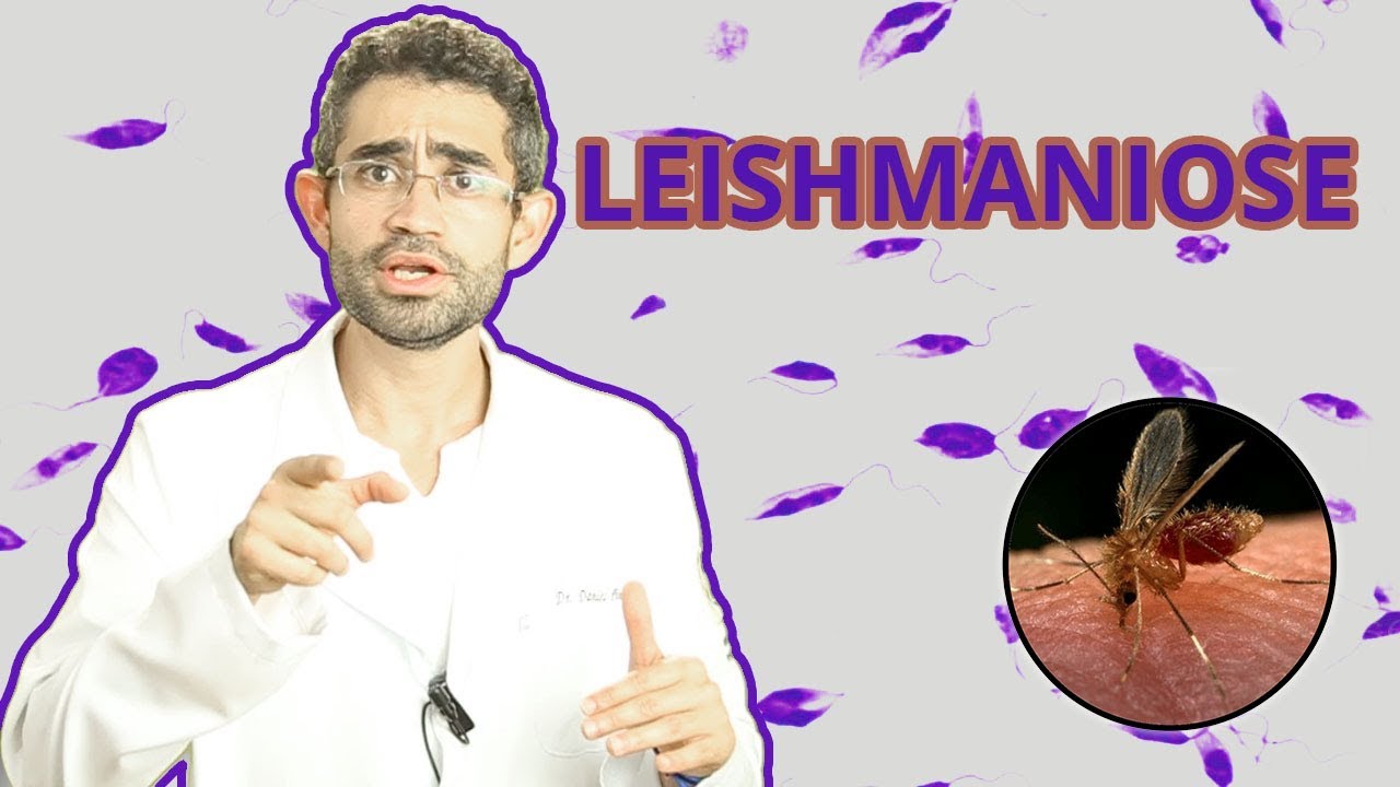 Leishmaniose | Dica Veterinária #11