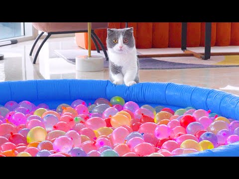 Can Cats Walk On Water Balloon Pit? | Compilation