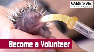 preview picture of video 'Being a Wildlife Aid Volunteer'
