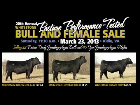 Whitestone Bull and Female Sale - March 23, 2013