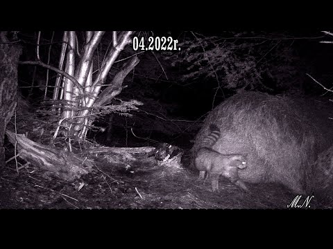 Wilk tylko zajrzał do swojej sypialni, a żbik mu do niej nasikał.