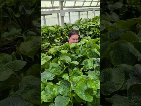 REAL Wasabi Grown in the USA?