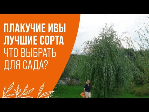 ПЛАКУЧИЕ ИВЫ | ЛУЧШИЕ СОРТА | ЧТО ВЫБРАТЬ ДЛЯ САДА