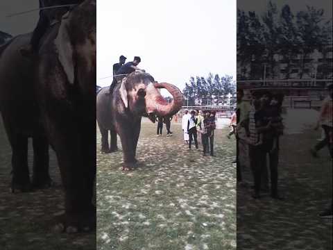 Elephant video Hati 27.08.25 #shorts #elephant #hati
